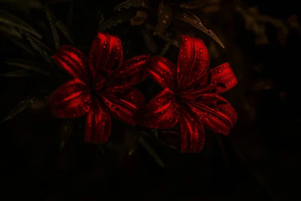 ดอกไม แดงก บหยด — ภาพถ่ายสต็อก