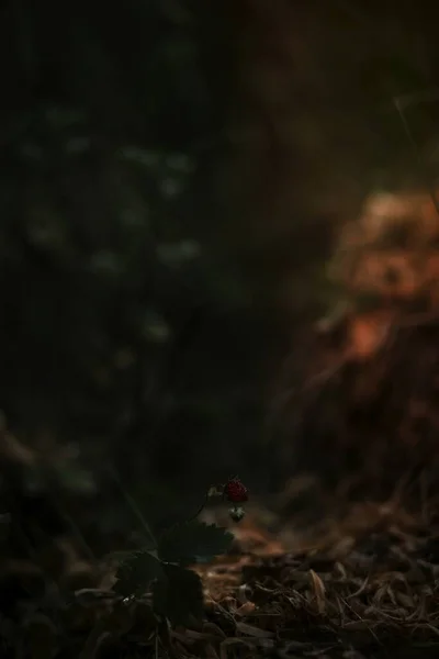 Клубничное Дерево Тёмной Тени — стоковое фото