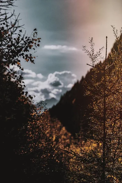 Žluté Listy Stromů Podzim — Stock fotografie