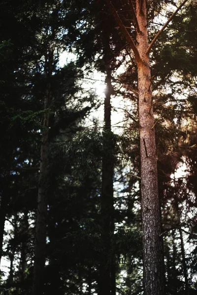 Sol Brilhante Acima Grandes Árvores Uma Floresta Verde — Fotografia de Stock