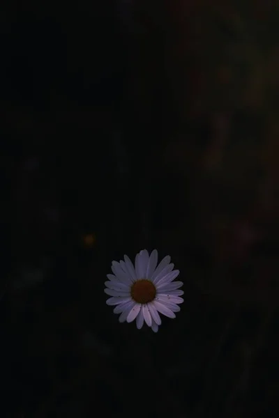 在黑暗中鸟瞰一朵白色的雏菊 — 图库照片