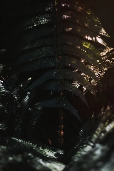 stock image Green fern leaves in the shadow