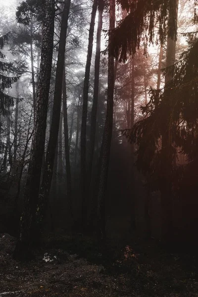 Nebbia Autunnale Nella Foresta — Foto Stock
