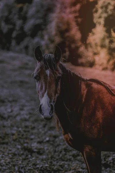 Ένα Πορτραίτο Αλόγου Τσέσνατ — Φωτογραφία Αρχείου