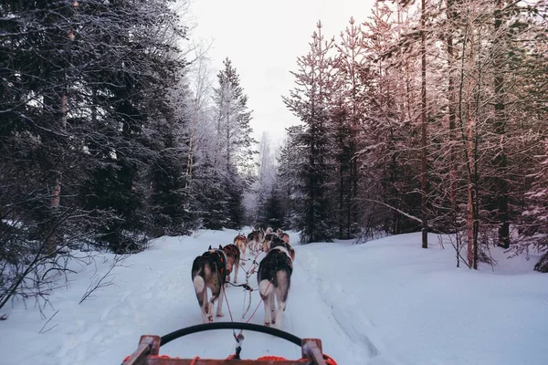 在冬季的圣诞老人村 狗拉雪橇拉着狗 Wikimedia Commons的原始公共域映像 — 图库照片