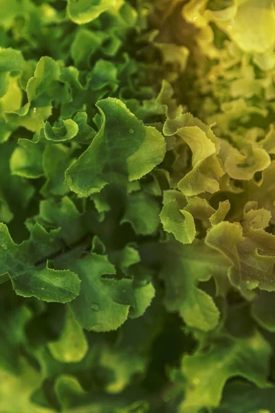 Frische Grüne Eichensalattextur Mit Wassertropfen Makrofotografie — Stockfoto