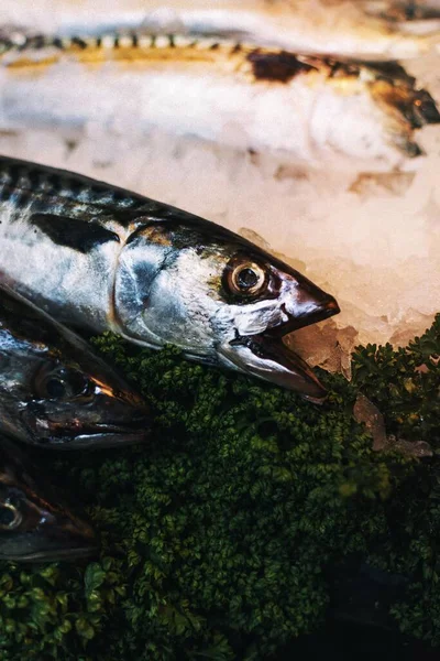 Vis Die Een Vismarkt Wordt Verkocht — Stockfoto