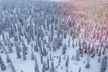 Laponya, Finlandiya 'da karlı bir ormanda yürüyüş yapan insanların insansız hava aracı görüntüleri.