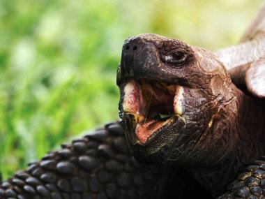 Galapagos kaplumbağasının yakın çekimi.