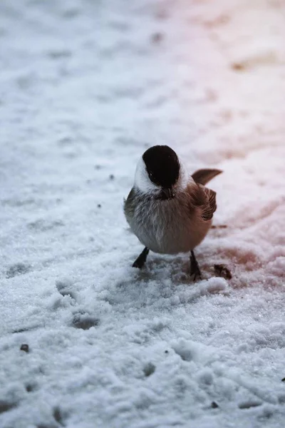 Willow Tit Bird Snow Riisitunturi National Park Finland — ストック写真
