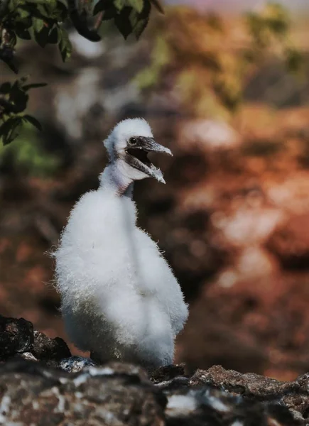 厄瓜多尔加拉帕戈斯群岛的Nazca Booby小鸡 — 图库照片