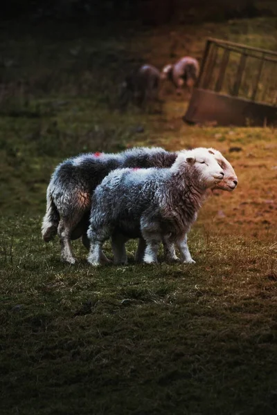 牧民羊群在农场的田里 — 图库照片