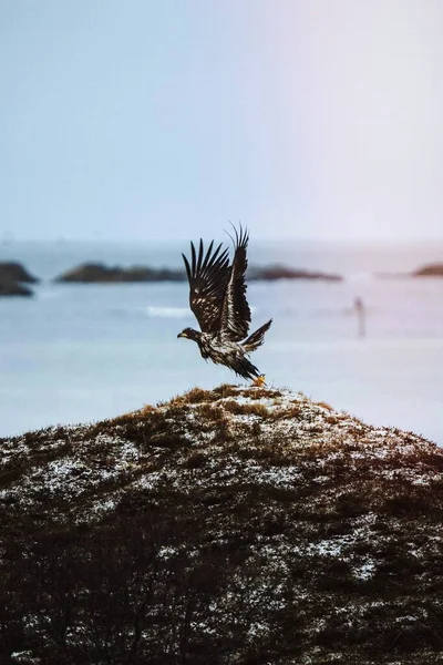 Белохвостый Орёл Полёте Лофотенском Острове Норвегия — стоковое фото