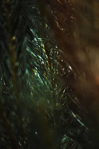 Çam Dalının Makro Görüntüsü — Stok fotoğraf