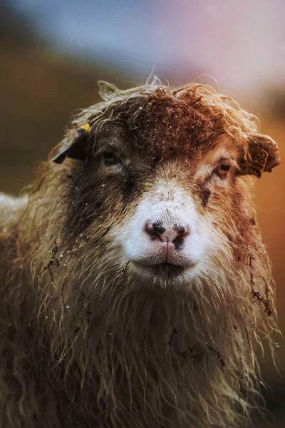 デンマーク王国のフェロー諸島にあるフェロー諸島の羊 — ストック写真