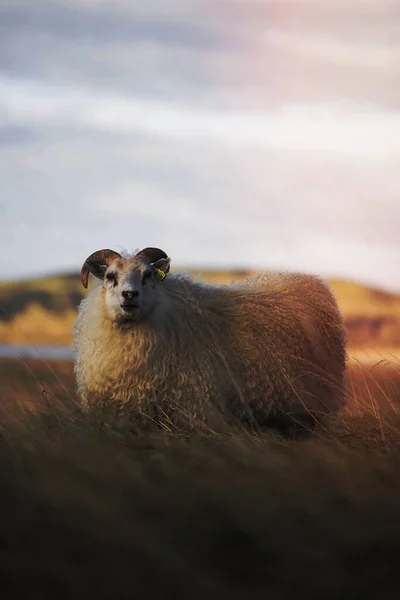 Northern European Short Tailed Sheep Iceland — 스톡 사진