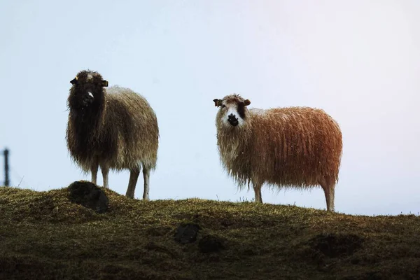 Troupeau Moutons Féroé Aux Îles Féroé Partie Royaume Danemark — Photo
