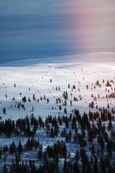 Γραφικά Δάση Κατά Διάρκεια Του Χειμώνα — Φωτογραφία Αρχείου