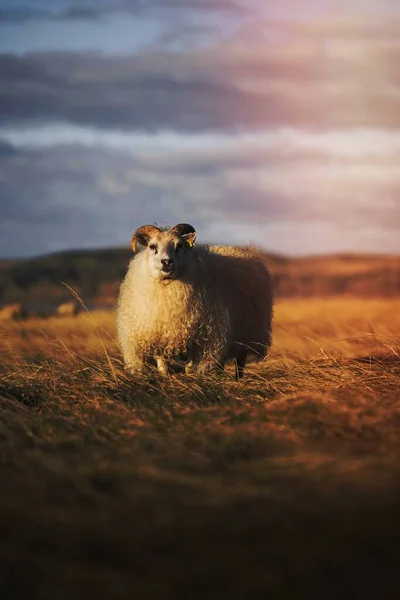 Northern European Short Tailed Sheep Iceland — 图库照片