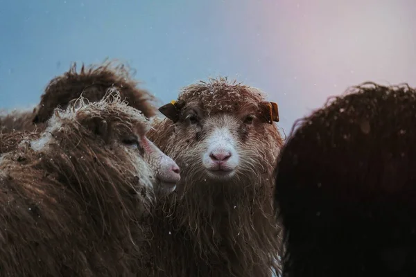 Herde Von Färöer Schafen Auf Den Färöern Teil Des Königreichs — Stockfoto