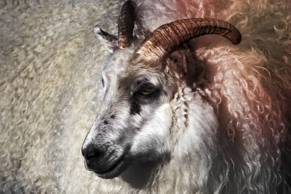 Owce Krótkoogonowe Europie Północnej Islandii — Zdjęcie stockowe