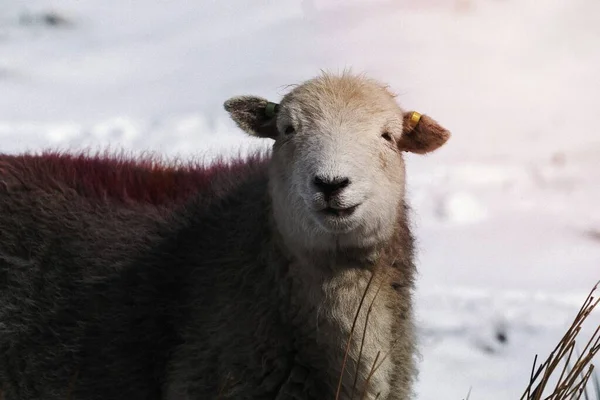 Herdwick Sheep Snowy Lake District Scotland — Stock Photo, Image