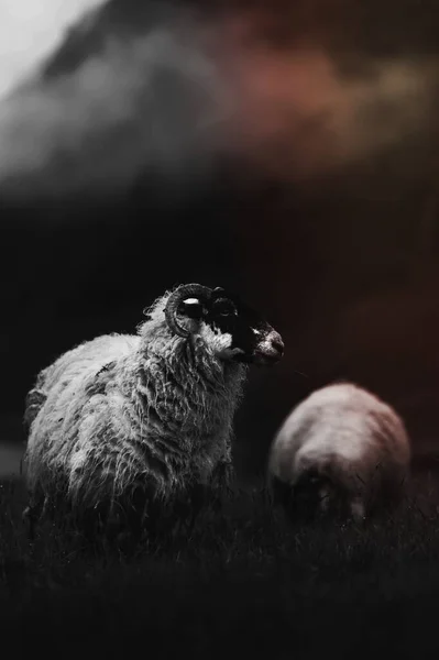 Schottische Blackface Schafe Talisker Bay Auf Der Isle Skye Schottland — Stockfoto