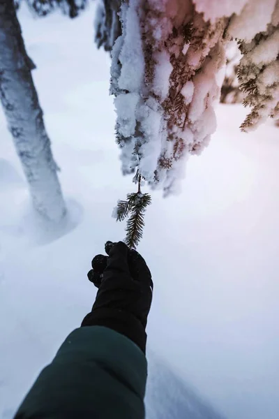 Χέρι Φτάνει Ένα Χιονισμένο Δέντρο Στο Εθνικό Πάρκο Riisitunturi Φινλανδία — Φωτογραφία Αρχείου