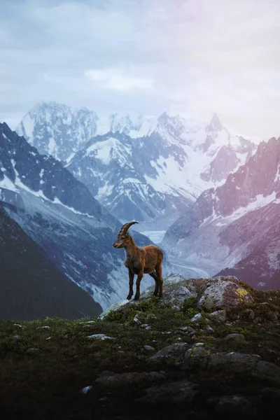 Steinböcke Mont Blanc Massiv — Stockfoto