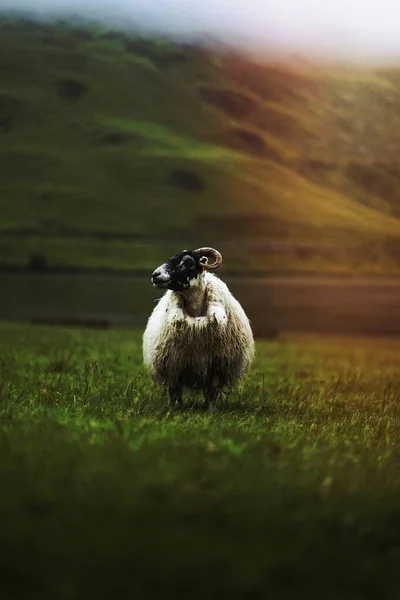 スコットランドのスカイ島のTalisker Bayのスコティッシュブラックフェイスの羊 — ストック写真