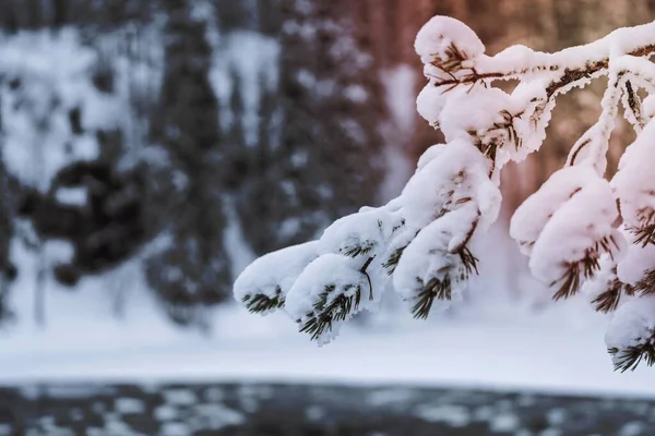 눈덮인 나무들의 핀란드 — 스톡 사진