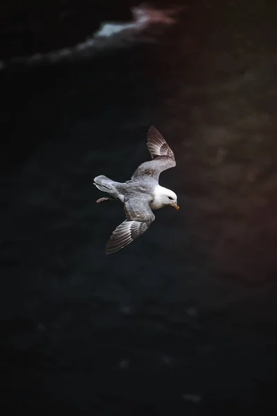 Pájaro Gaviota Volando Sobre Océano Atlántico —  Fotos de Stock