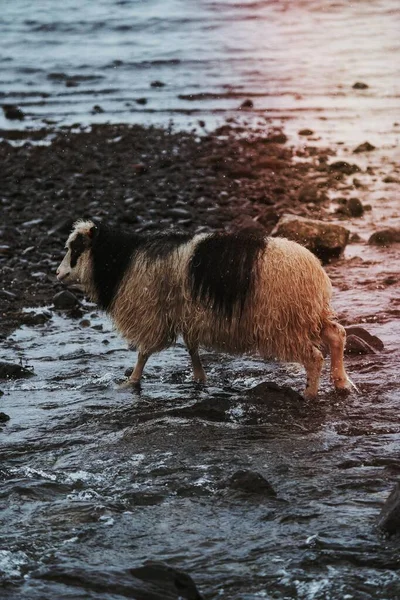 Овчарка Островов Входящих Состав Королевства Дании — стоковое фото