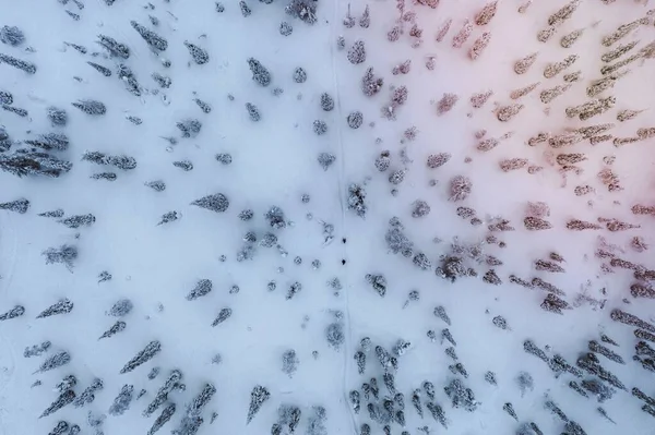 핀란드 라플란드의 눈덮인 숲에서 사람들의 — 스톡 사진
