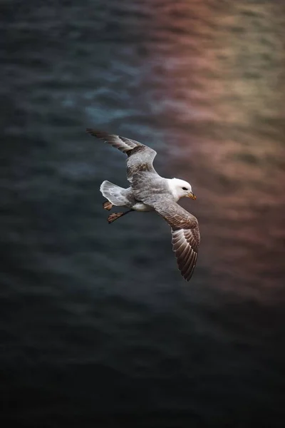 Pássaro Gaivota Voando Sobre Oceano Atlântico — Fotografia de Stock