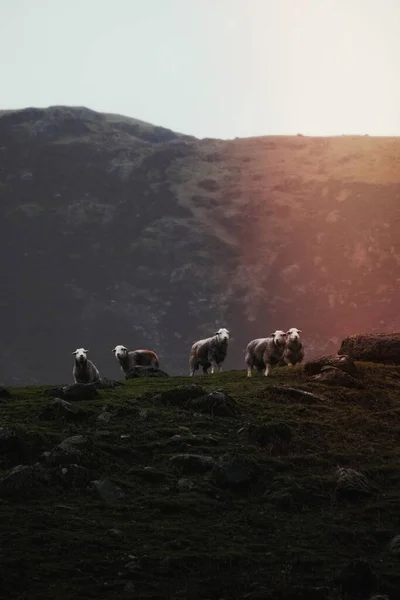Moutons Herdwick Sur Une Colline Verte — Photo