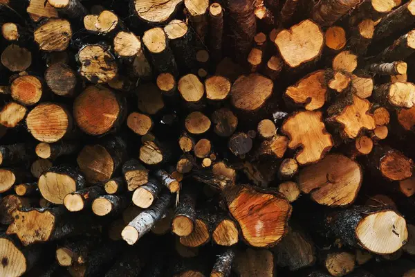 Stack Freshly Cut Logs — Stock Photo, Image