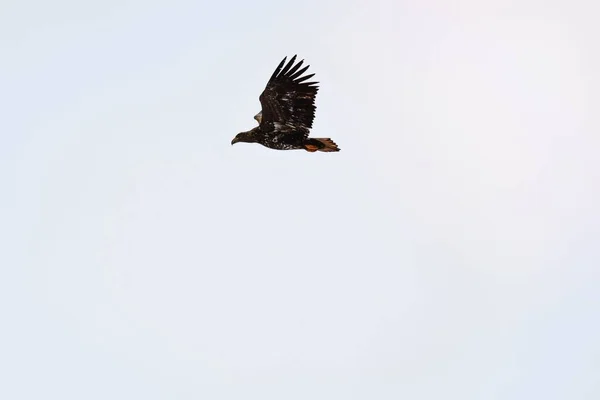 Orel Běloocasý Letu Nad Ostrovem Lofoten Norsko — Stock fotografie