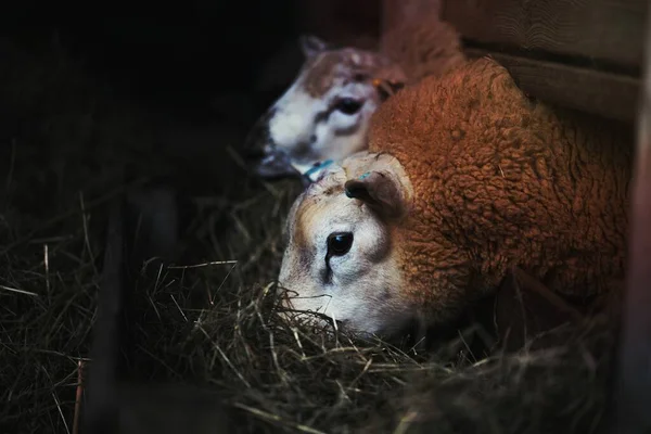 Ovelhas Comendo Palha Uma Caneta — Fotografia de Stock