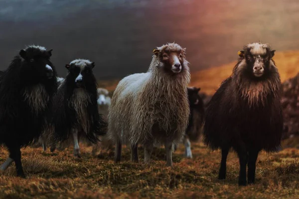 Troupeau Moutons Féroé Aux Îles Féroé — Photo
