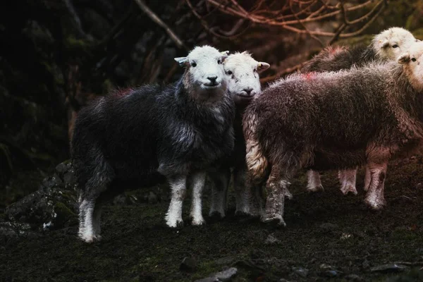 Ovce Herdwick Poli Farmě — Stock fotografie