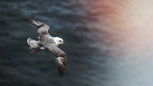 Птица Чайки Летит Над Атлантическим Океаном — стоковое фото