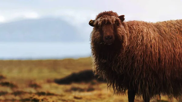 Färöer Schafe Auf Den Färöern — Stockfoto