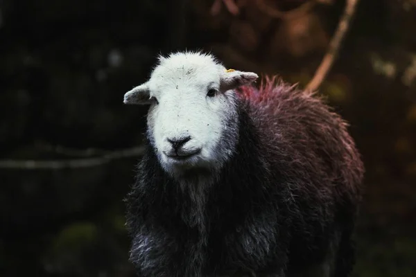 Πρόβατα Herdwick Στο Χωράφι Μια Φάρμα — Φωτογραφία Αρχείου