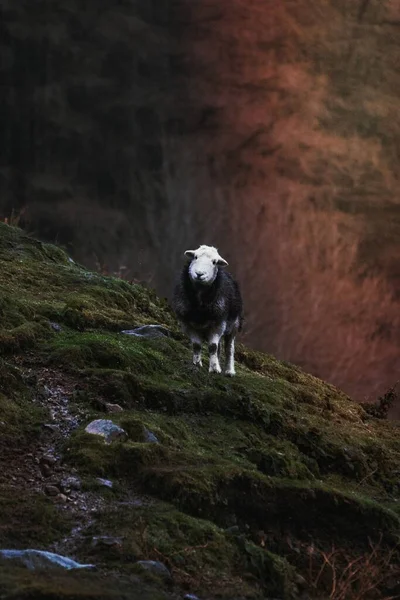 Гердвік Вівці Полі Фермі — стокове фото