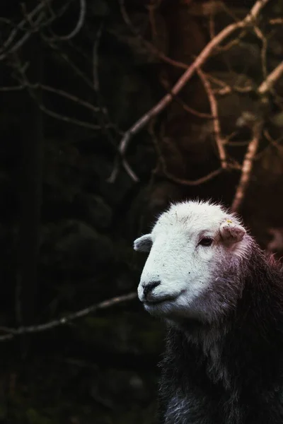 Herdwick Moutons Dans Champ Une Ferme — Photo