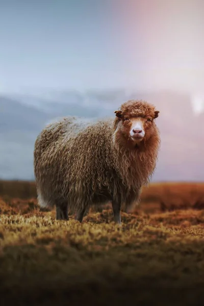 Πρόβατα Φερόε Στις Νήσους Φερόε Τμήμα Του Βασιλείου Της Δανίας — Φωτογραφία Αρχείου