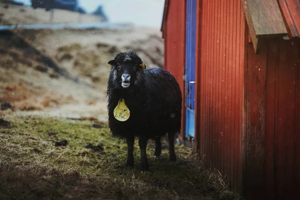 Faroe Sheep Faroe Islands Part Kingdom Denmark — Fotografia de Stock