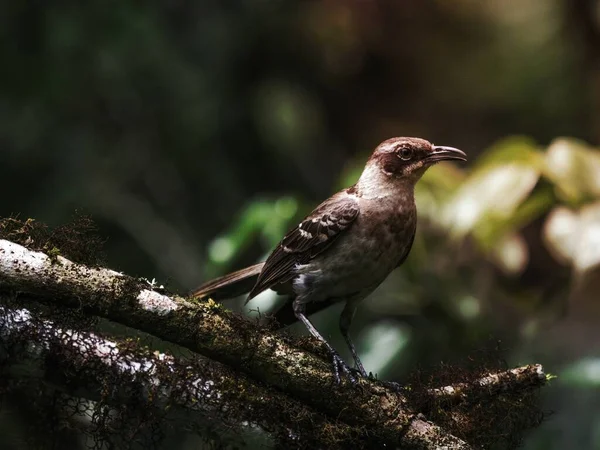 Ένα Κοντινό Πλάνο Του Mockingbird Στο Νησί Mockingbird Στα Νησιά — Φωτογραφία Αρχείου