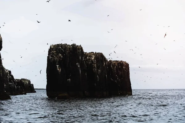 Flock Seabirds Flying Farne Islands Northumberland England — стоковое фото